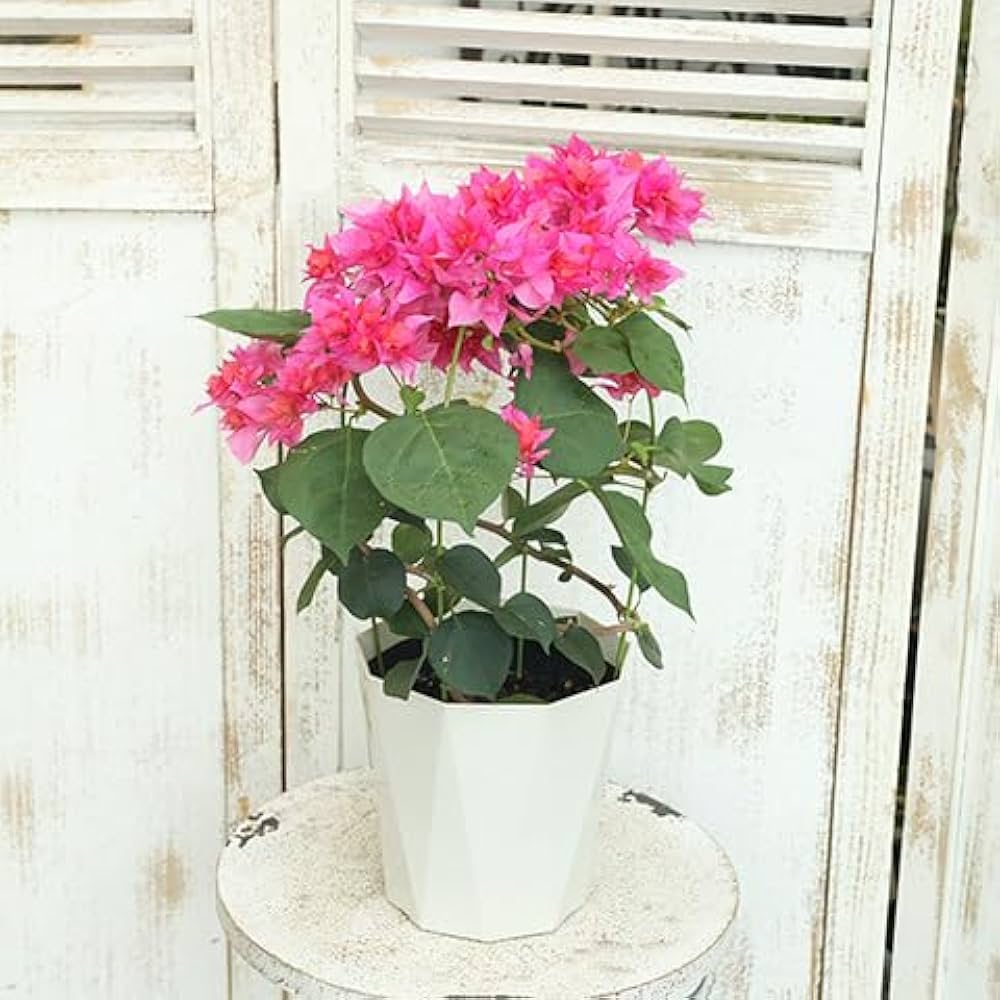 518zOBGSlGL._AC_UF1000,