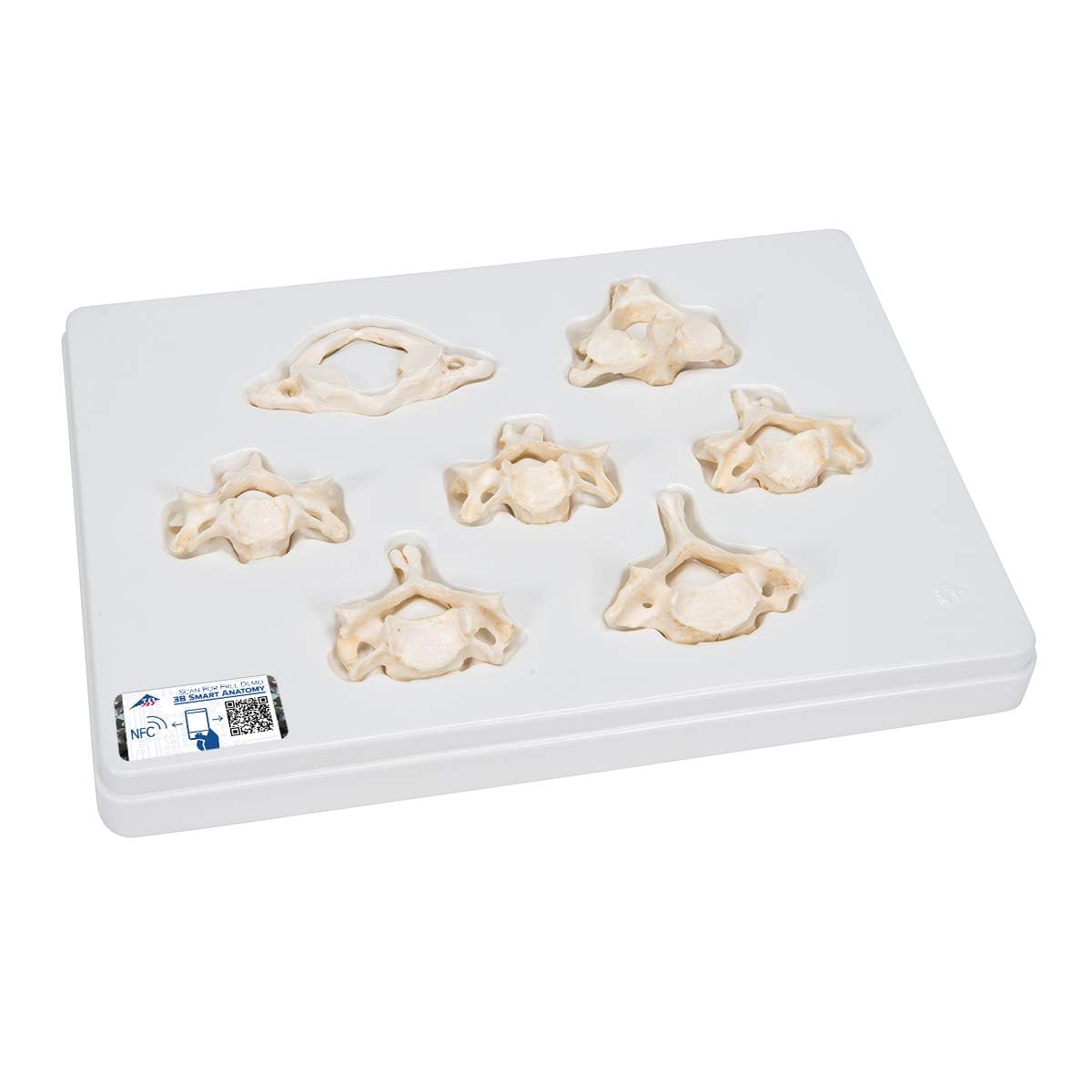 Amazon.co.jp: 実物と区別が難しいほど忠実に再現した頚椎模型です