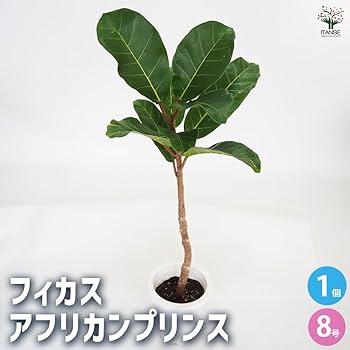 510TPqZBL3L._AC_UF350,