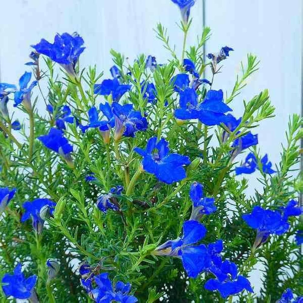 Amazon.co.jp: 初恋草 苗 ブルーハイランド 3号 青花 レシュノルティア