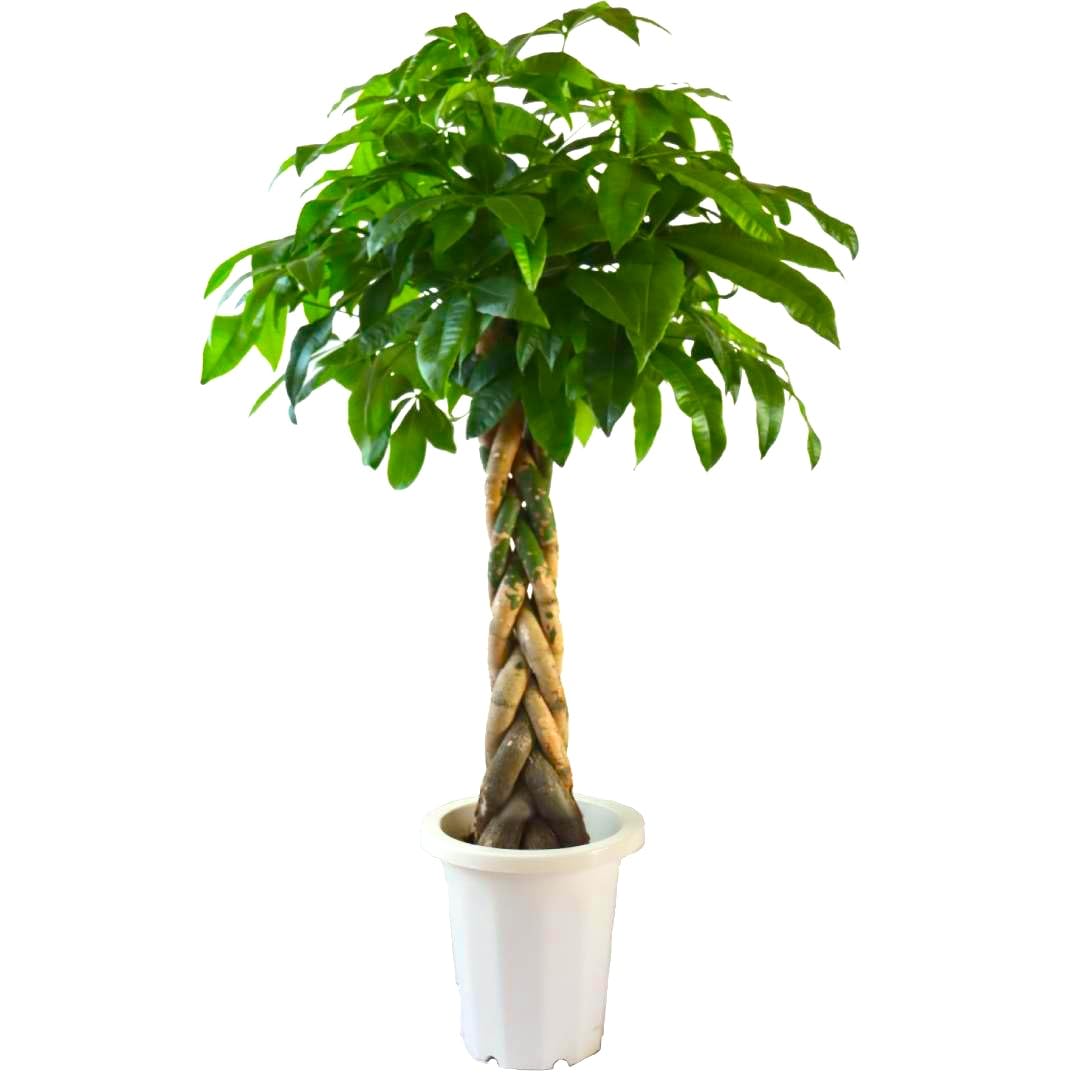 パキラ 約1.5メートル(取りに来ていただける方のみ) パキラ 約1.5