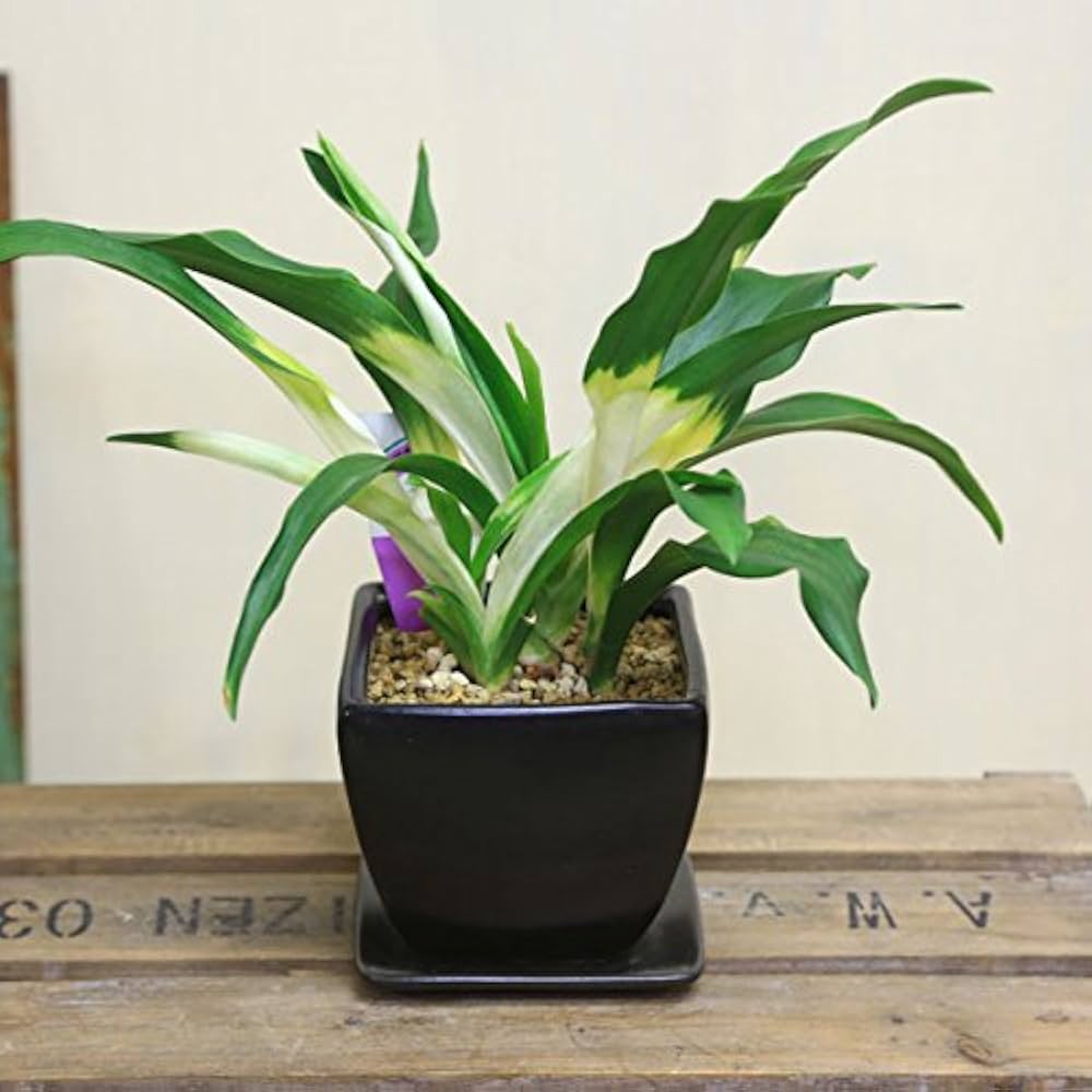 Amazon | 観葉植物：オモト 万年青*4号 洋風モダン鉢 受皿付 黒鉢 | 鉢