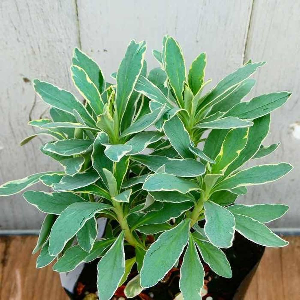 Amazon.co.jp: ユーフォルビア 3号 苗 シルバースワン 3号 常緑 宿根草