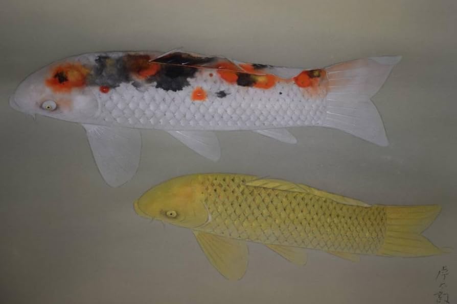 真作/樹下孝太郎/双鯉図/桐共箱太巻箱付/布袋屋掛軸HH-95