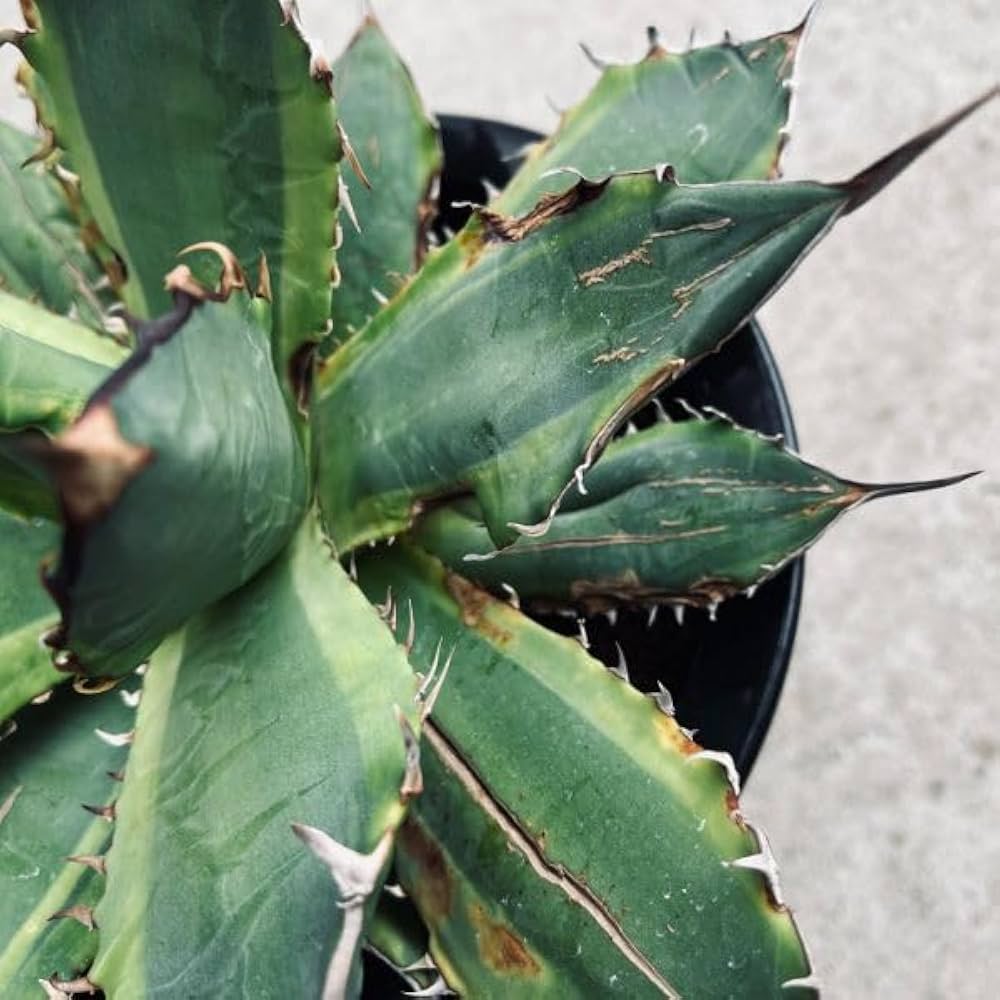 Amazon｜多肉植物：アガベ チタノタ錦 黄覆輪*幅26cm【現品をお届け