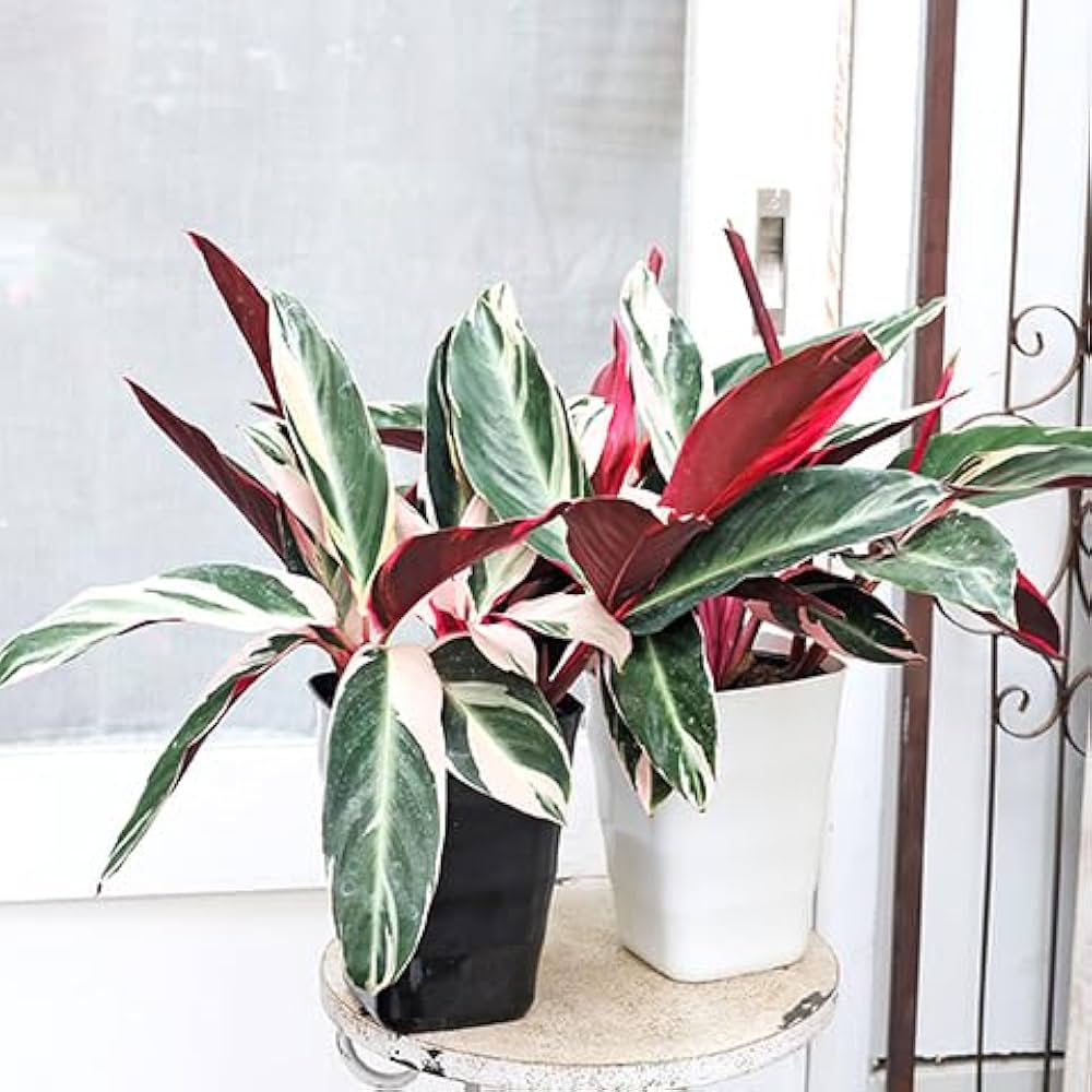 Amazon｜観葉植物 ストロマンテ トリオスター 5号 H45cm｜観葉植物