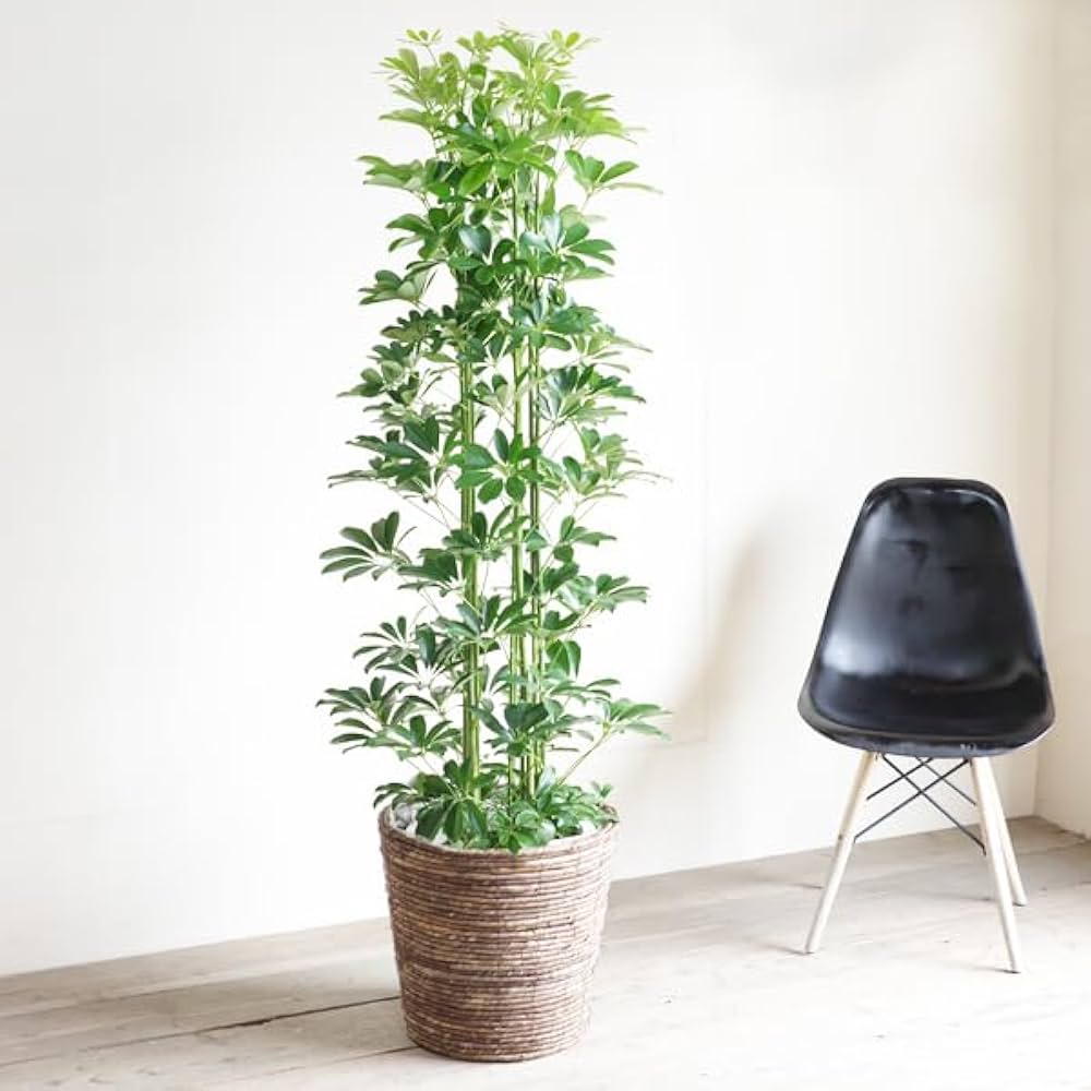 大型 希少 シェフレラ マルコ 曲がり仕立て 10号 陶器鉢 植え込み 大型