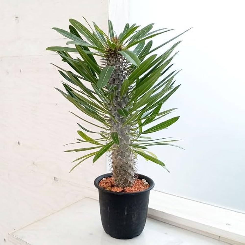 Amazon｜パキポディウム：ラメリー（大株） 6号鉢植え[ラメレイ