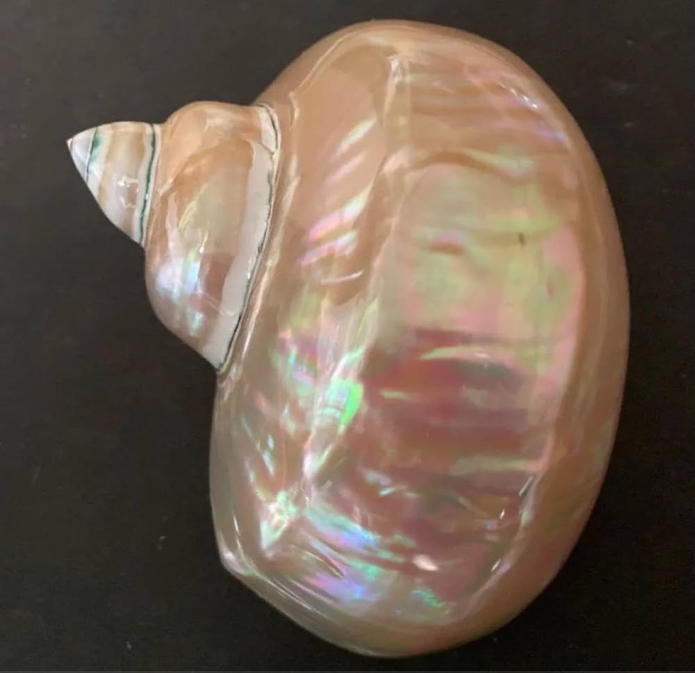 Amazon.co.jp: 夜光貝 2個セット 姿磨き インテリア 飾り物