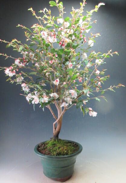 Amazon.co.jp: 椿の盆栽 小葉白花椿 花芽付き！エリナ・カスケード