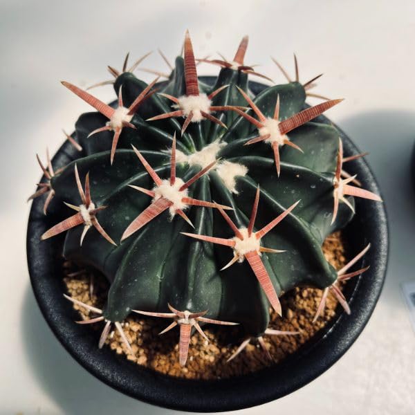 Amazon｜サボテン：ホマロケファラ 綾波*幅12cm【現品をお届け】一品