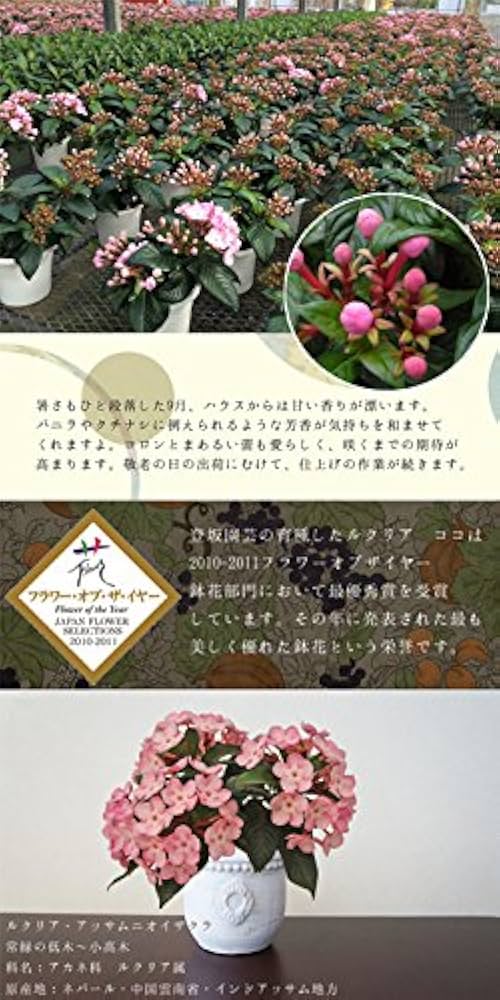 Amazon｜【年内12/24まで発送】鉢植え ギフト 花 鉢花 花鉢 におい桜