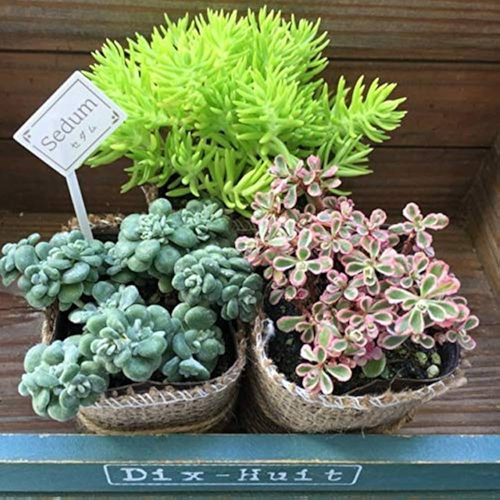 51yAyBtUlmL._AC_UF1000,