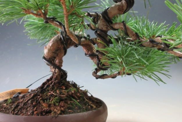 Amazon｜盆栽 松 福島五葉松の根上がりミニ盆栽【現品】（10003798