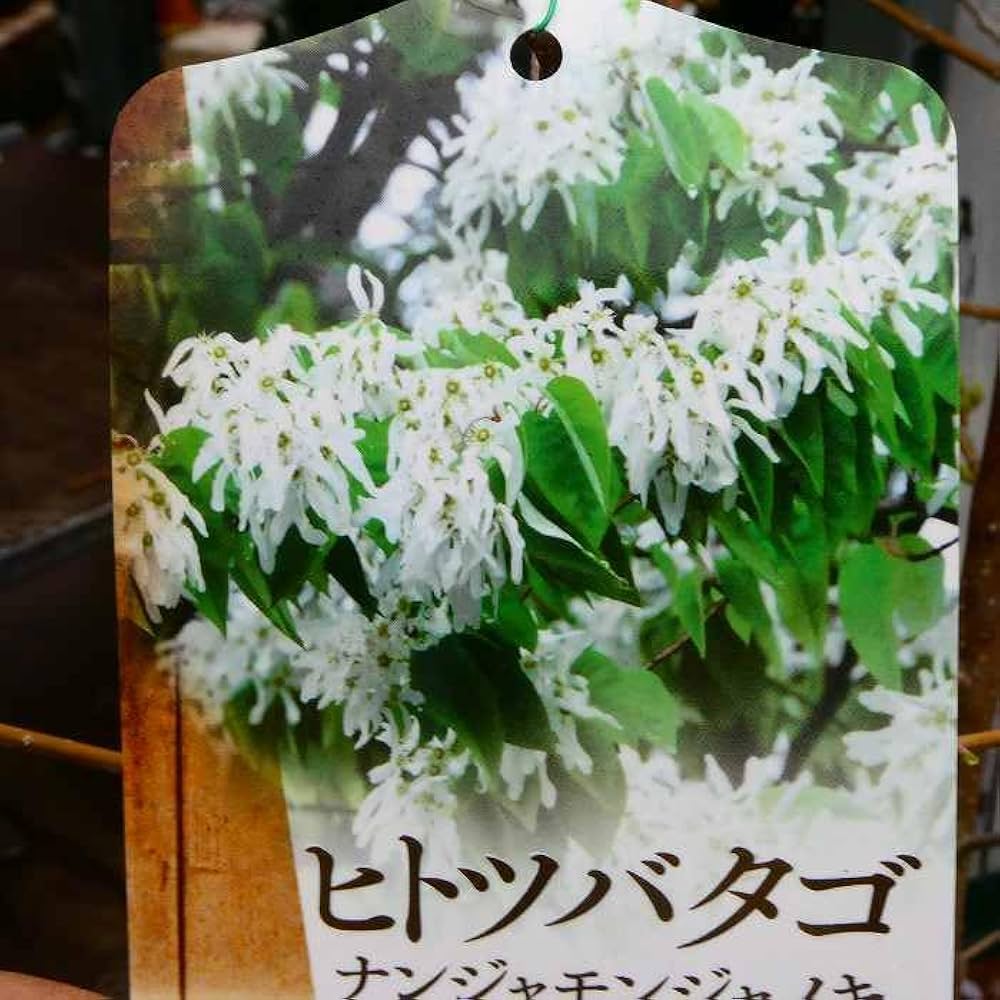 Amazon.co.jp: ナンジャモンジャの木 苗 6号 ヒトツバタゴ ナンジャ