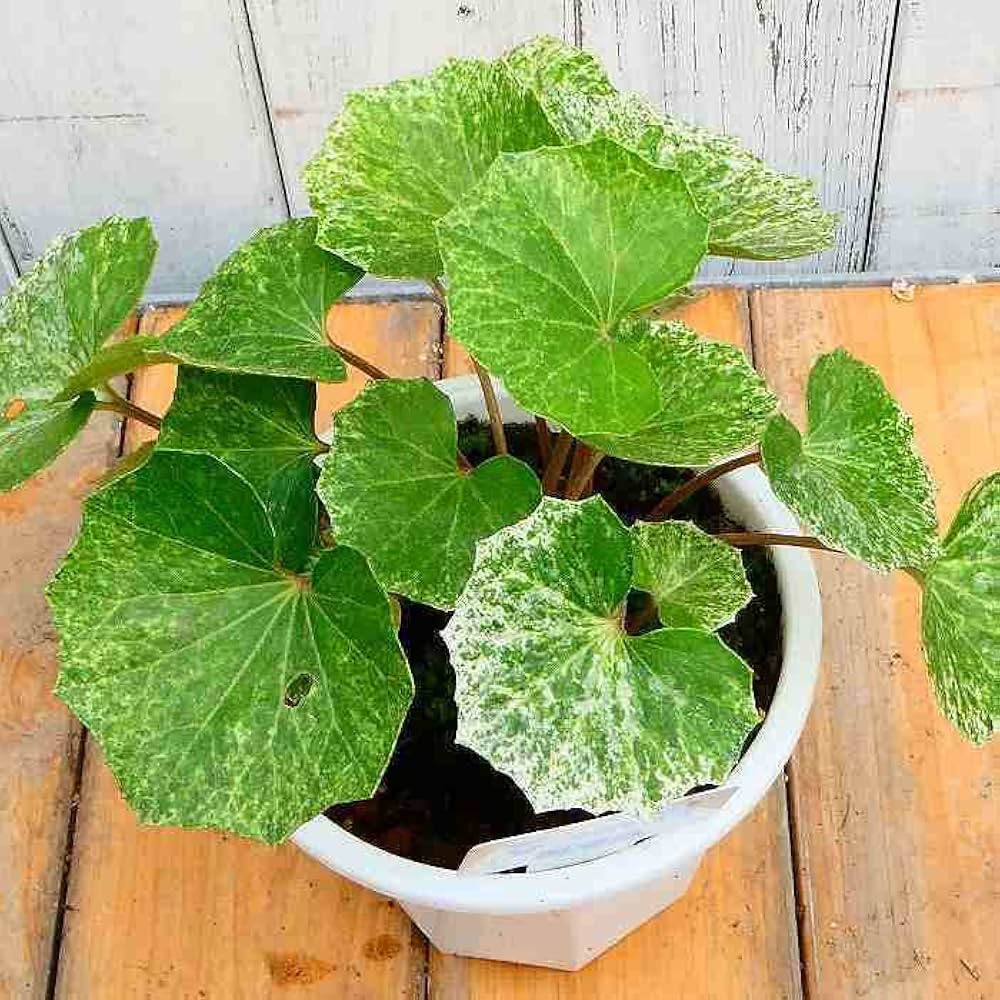 Amazon | ツワブキ 開聞岳 苗 4号鉢 斑入り 星斑 石蕗 山野草 和風庭園