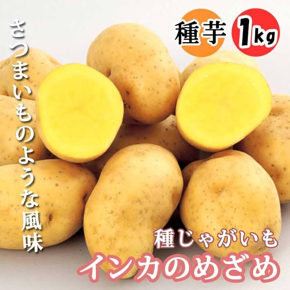 Amazon.co.jp: 種 じゃがいも インカのめざめ 1kg 芋サイズ：2S～M