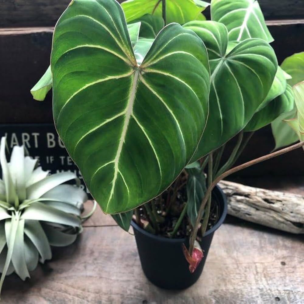 Amazon｜6号 フィロデンドロン グロリオーサム 可愛い 観葉植物｜観葉