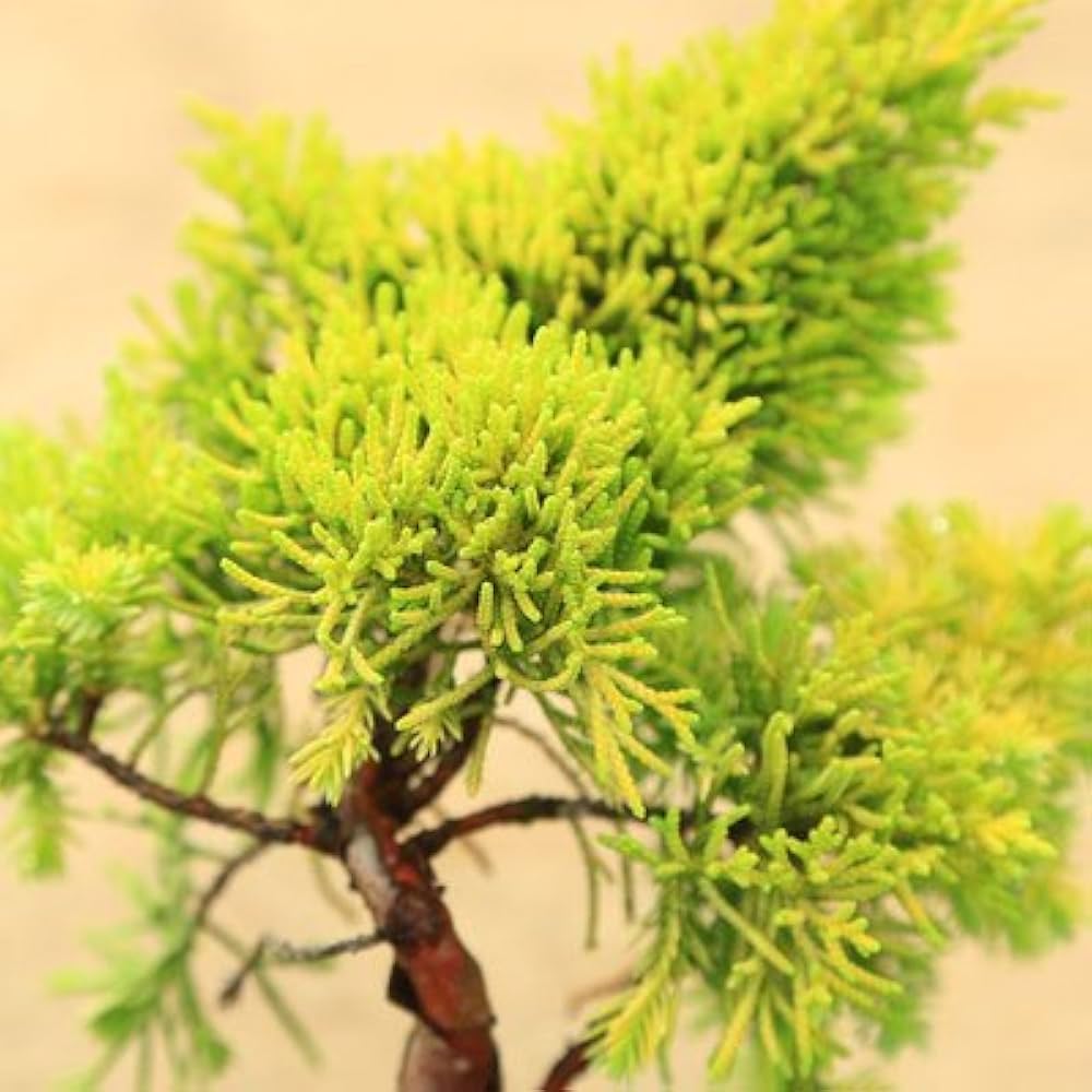 Amazon | 苗：黄金真柏（おうごんしんぱく） | 盆栽