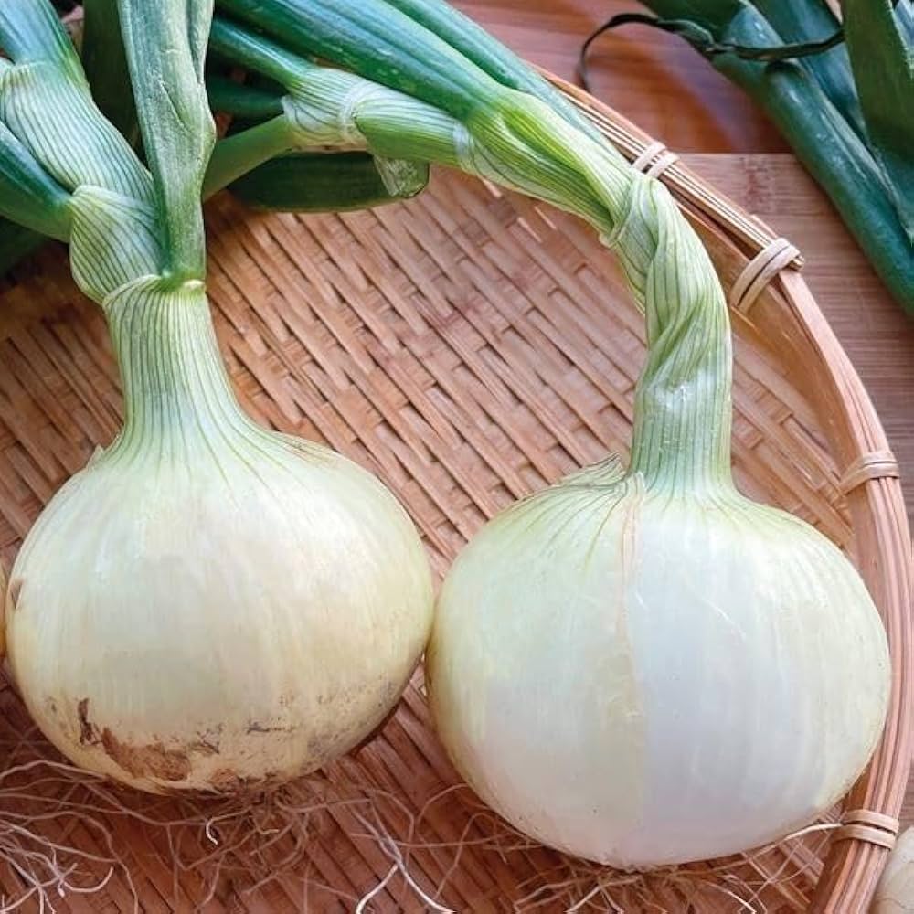 Amazon.co.jp: 玉ねぎ苗（早生）F1とくちゃん 1000本 / 国華園 25年秋