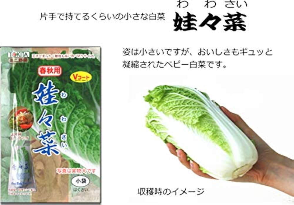Amazon.co.jp: ミニ白菜 種子 娃々菜 わわさい 1g ハクサイ : DIY
