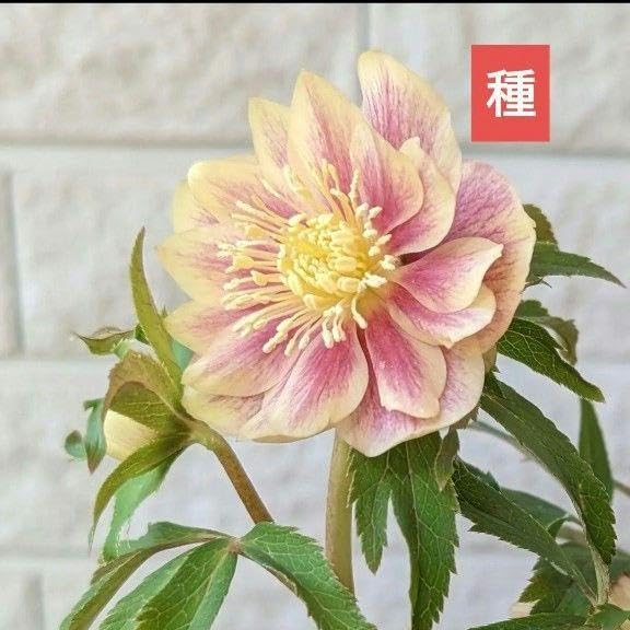 Amazon.co.jp: クリスマスローズ ソレイユ 種 3粒 宿根草 苗 鉢花