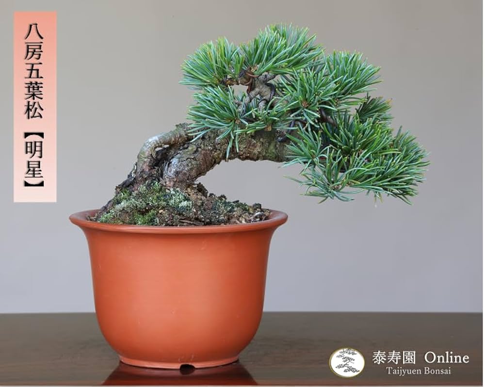 Amazon.co.jp: ノーブランド品八房五葉松『明星』小品盆栽・ミニ盆栽