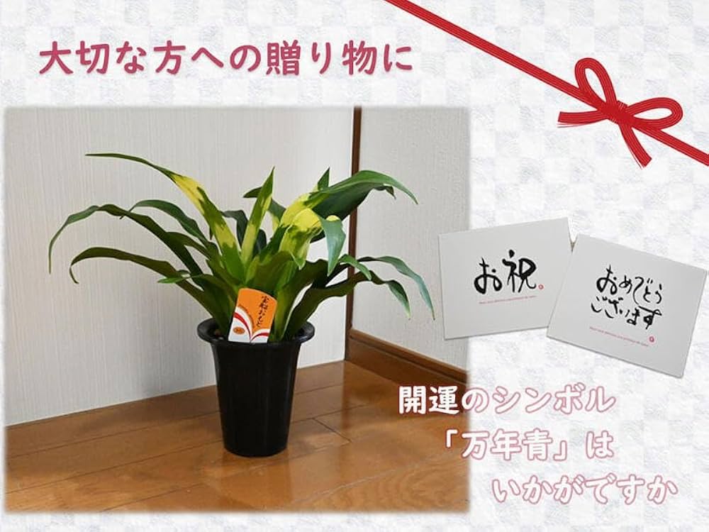 Amazon｜陶器鉢植えおもと観葉植物 斑入り葉万年青宝船万年青 万年青6