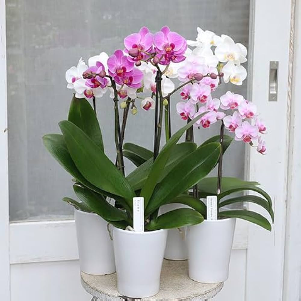 Amazon｜鉢花 胡蝶蘭 ファレノミディ ホワイト ピンク 2本立ち 陶器