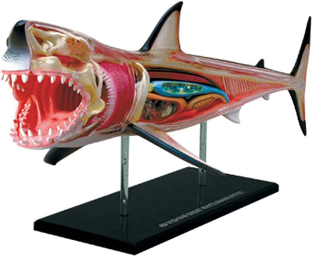 Amazon.co.jp: サメの視覚4D解剖モデルパズルアセンブリ動物医学生物学