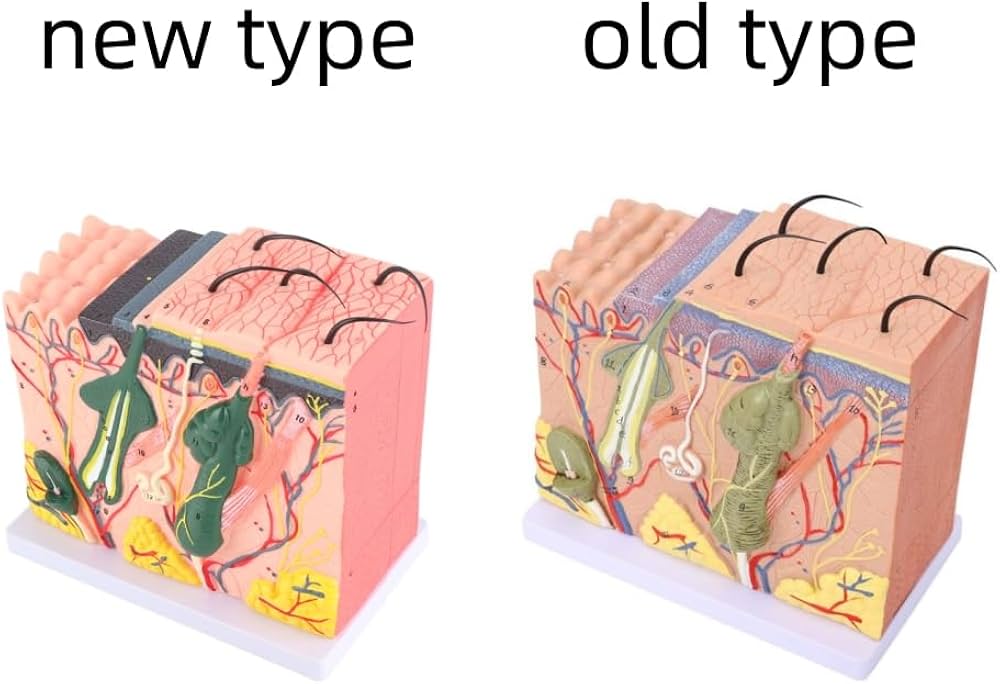 Amazon.co.jp: 50倍拡大 人体皮膚解剖モデル 3D立体構造 生物学教育用