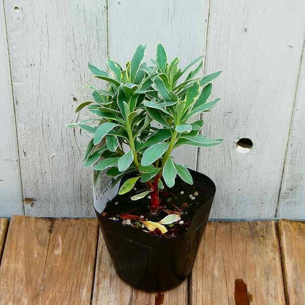 Amazon.co.jp: ユーフォルビア 3号 苗 シルバースワン 3号 常緑 宿根草