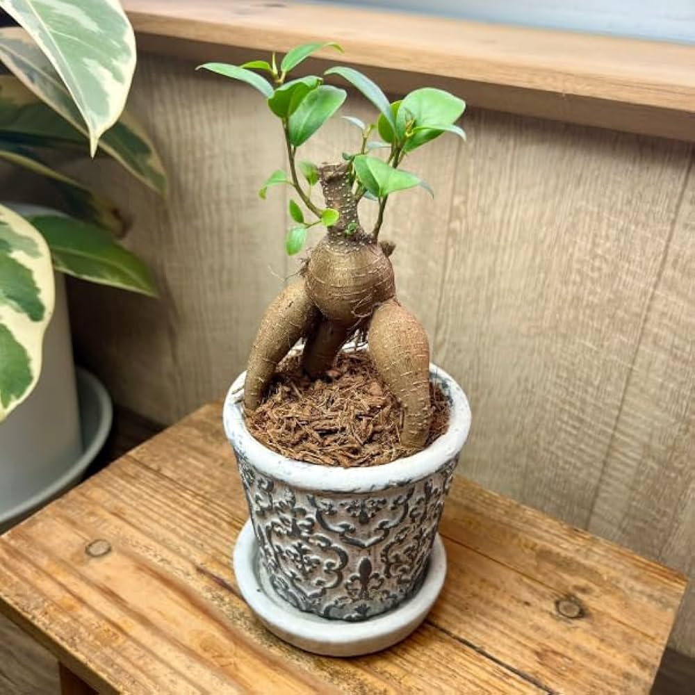 Amazon.co.jp: ミニガジュマル セメント鉢植え 直径9cm 受け皿付き