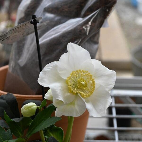 Amazon.co.jp: クリスマスローズ開花株5個セット クリスマスローズ