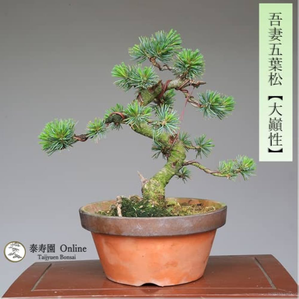 Amazon.co.jp: 吾妻五葉松『大巓性』小品盆栽 【泰寿園 Online】 : DIY