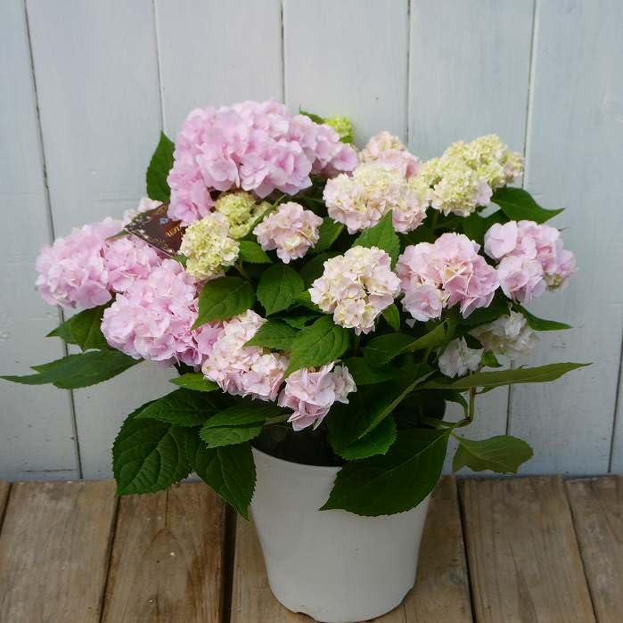 Amazon | 山アジサイ 伊予獅子てまり 5号鉢 ピンク花 鉢植え 母の日