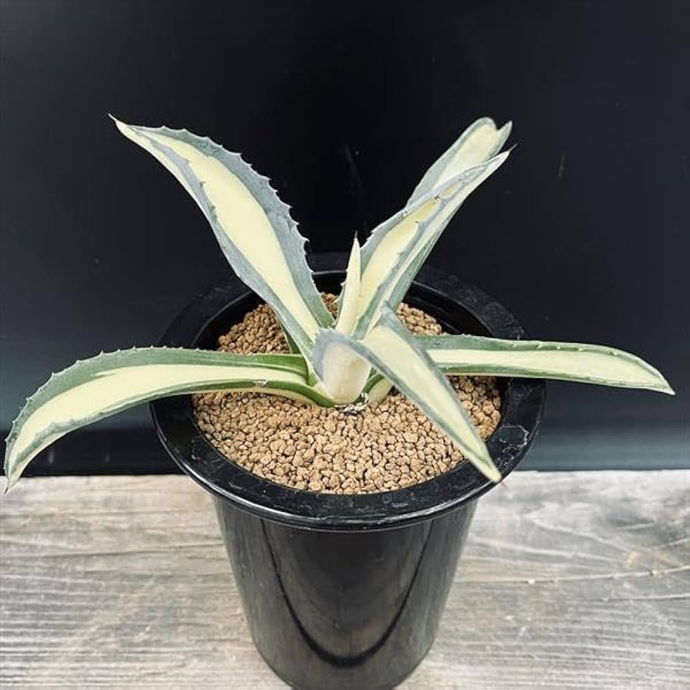 Amazon｜多肉植物 ：アガベ アメリカーナ錦 那智の輝き*｜観葉植物