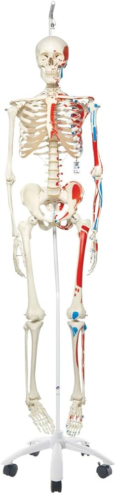 Amazon.co.jp: 筋の起始・停止を着色した骨格模型 - マックス・骨格