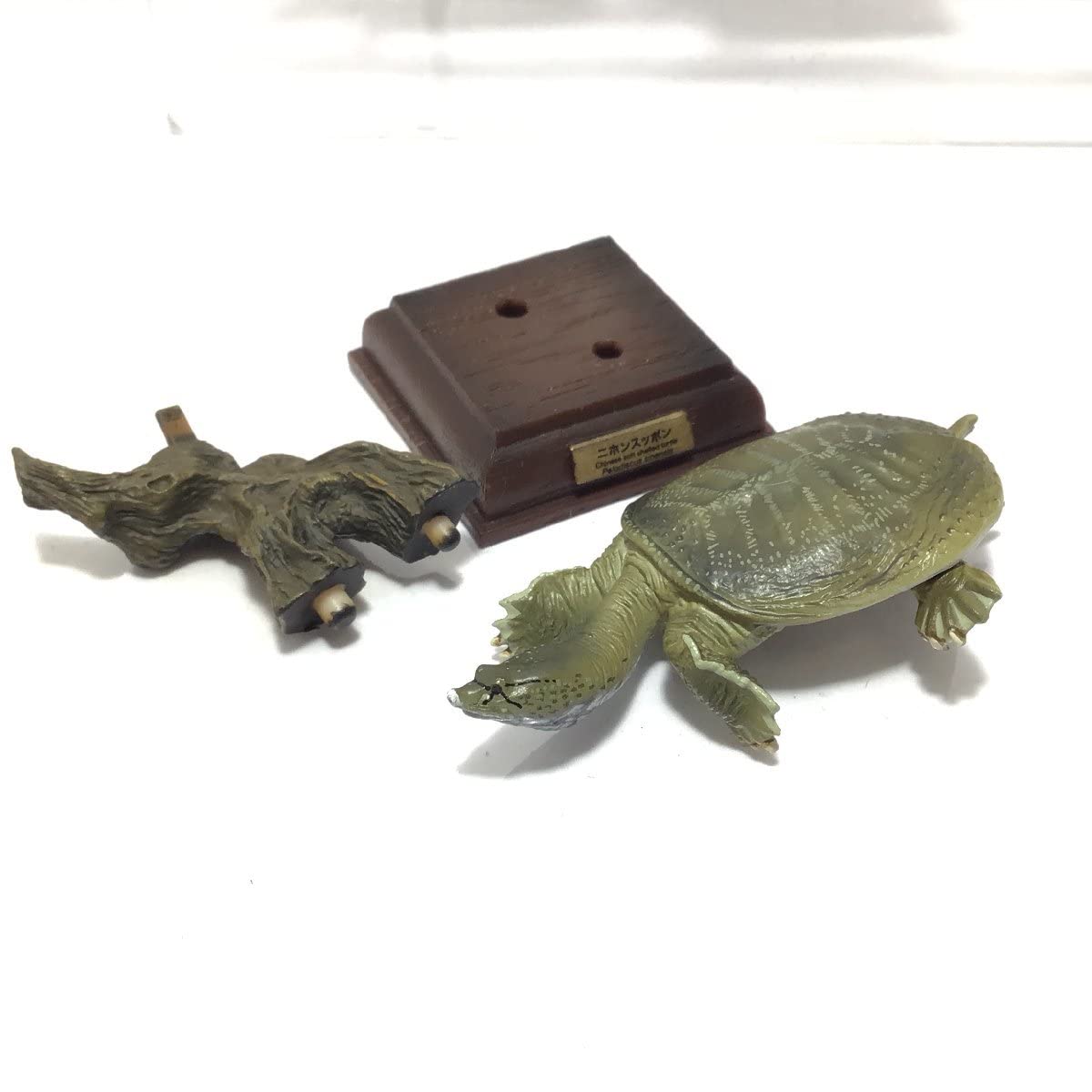 Amazon | ネイチャーテクニカラー 日本のカメ クサガメ 黒化型 ニホン