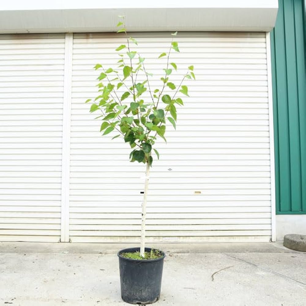 Amazon.co.jp: 庭木・植木・希少品種：シラカバ（白樺）ジャクモンティ