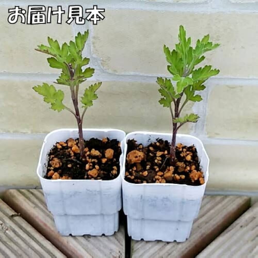 Amazon.co.jp: 菊（キク、きく） 秋咲き小菊 花果実 7.5cm ポット苗 2