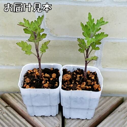 Amazon.co.jp: 菊（キク、きく） 秋咲き小菊 花果実 7.5cm ポット苗 2
