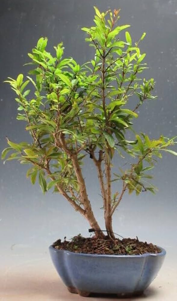 51edc6XlqwL._AC_UF1000,