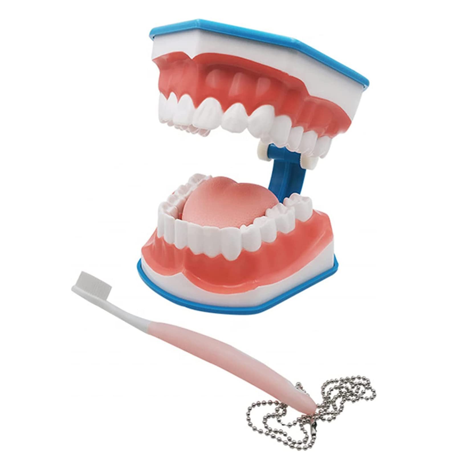 Amazon.co.jp: 言語療法のための口の模型、6回の歯科衛生士の歯の模型