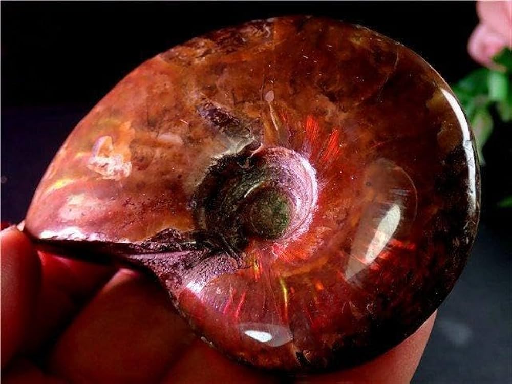 Amazon.co.jp: 貴重－アンモナイト縫合線オパール化石標本