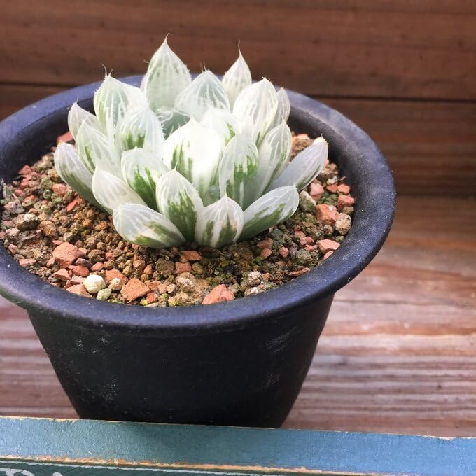 Amazon.co.jp: アイススプライト 黒鉢 ハオルチア 透き通る 美しい