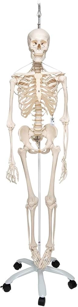 Amazon.co.jp: 関節の可動域を追求した骨格模型，脊柱や肩甲骨など動き