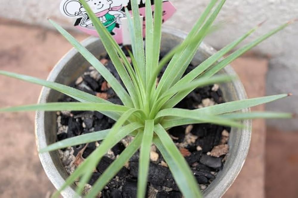 Amazon｜観葉植物 多肉植物 アガベ 吹上ナナ 鉢植え｜観葉植物