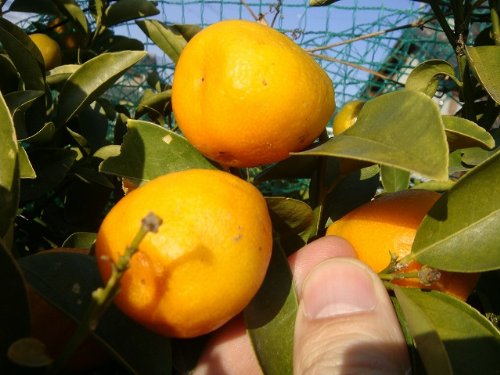 Amazon.co.jp: 金柑 苗 【ぷちまる】 種なしきんかん 1年生接木苗 登録