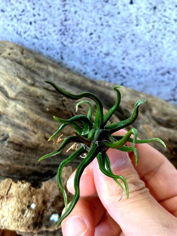 Amazon.co.jp: Frontier Plants現品チランジアブルボーサタイニー